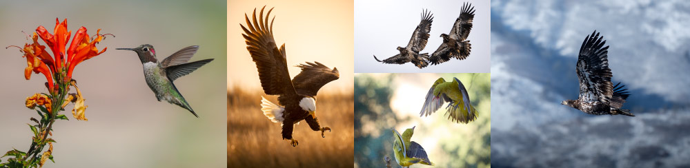 Discover Birding with OM SYSTEM