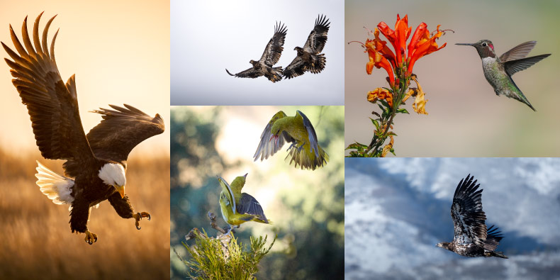 Discover Birding with OM SYSTEM